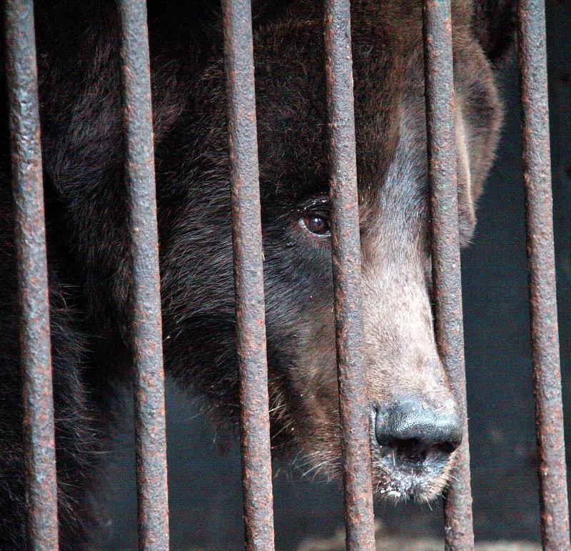 Йети оказался медведем. Фото: Павел Волков