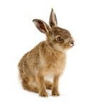 Заяц-беляк и заяц-русак. Фото: shutterstock