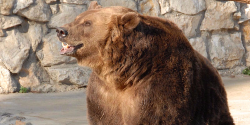 Бурая медведица и два гималайских медведя в Московском зоопарке уснули только в начале декабря — после аномально теплого ноября. Фото: mos.ru