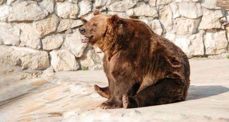 Медведи Московского зоопарка покинули зимние вольеры