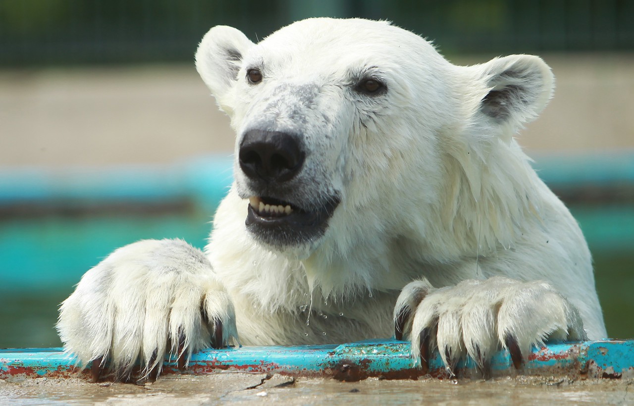 Московский зоопарк предложил выбрать имя для белой медведицы