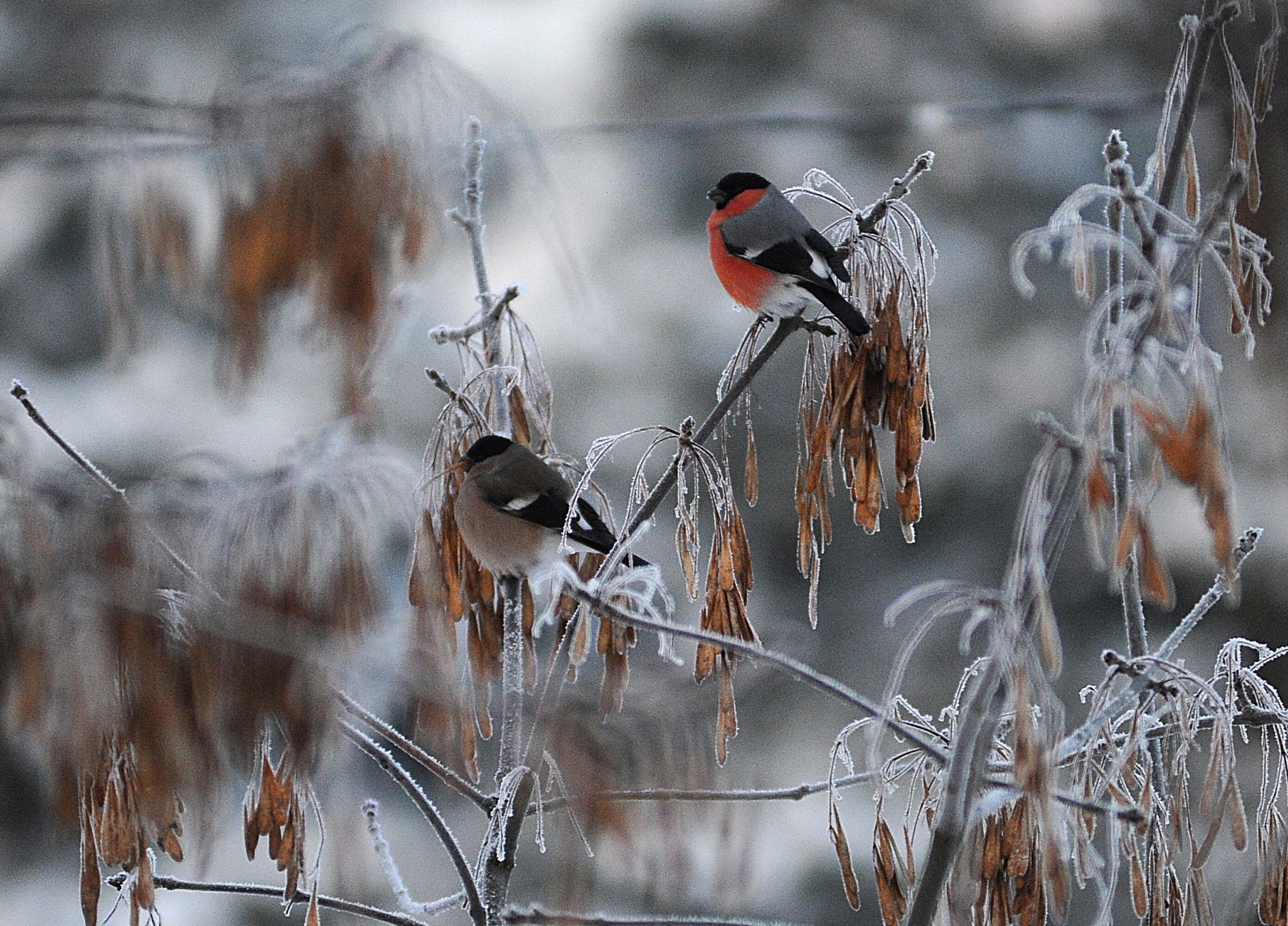 Птицы нашего двора: в Москве зимуют 90 видов пернатых