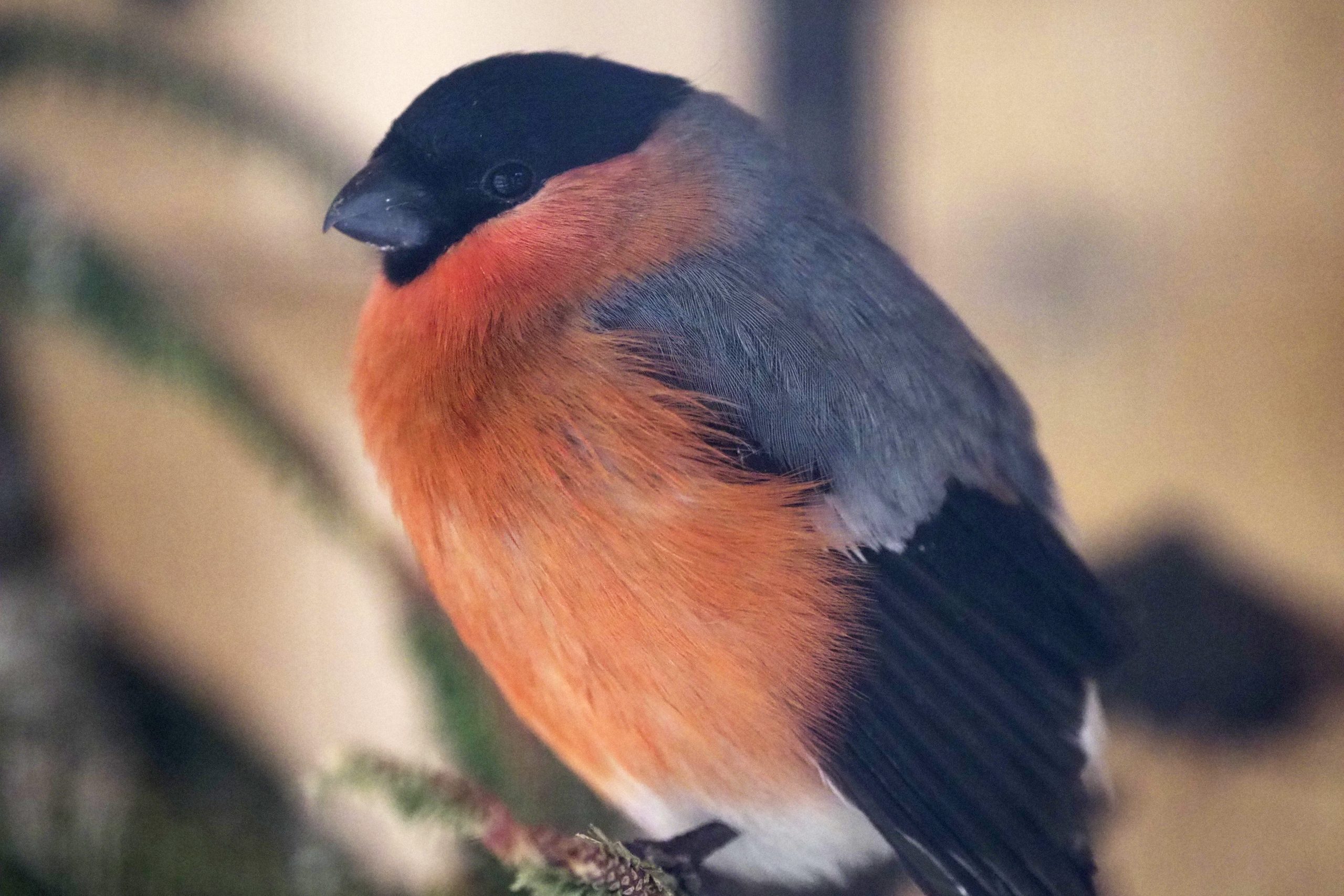Много кормить птиц зимой — вредно
