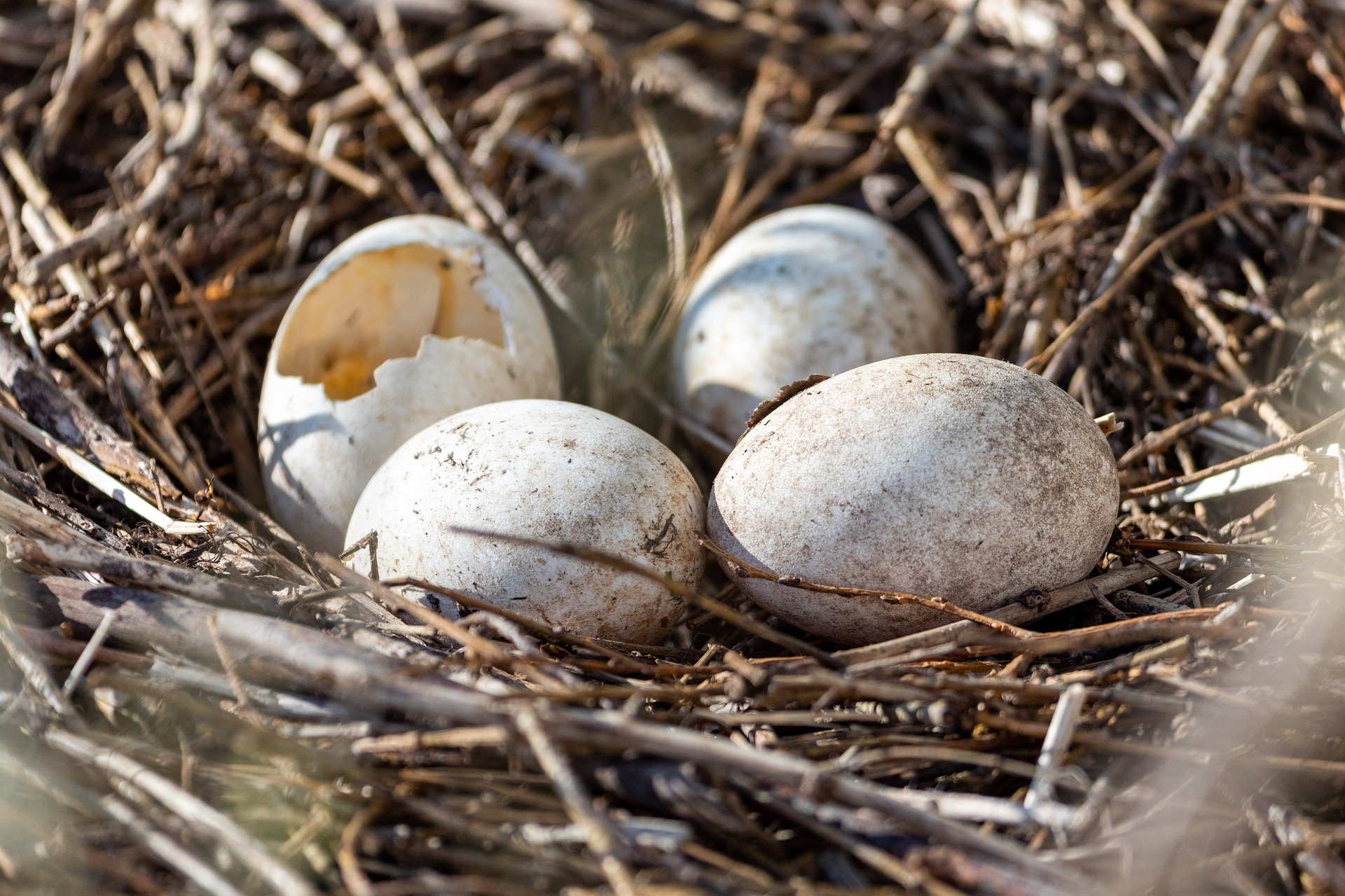 Птицы столичного региона начали вить гнезда для создания потомства