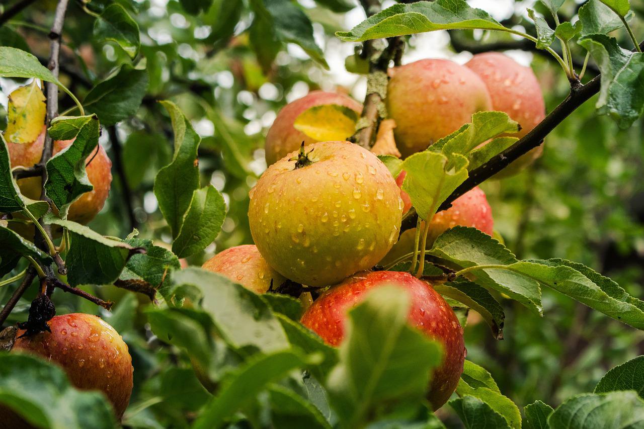 Да будет урожай: яблоневый сад высадили в Кокошкине