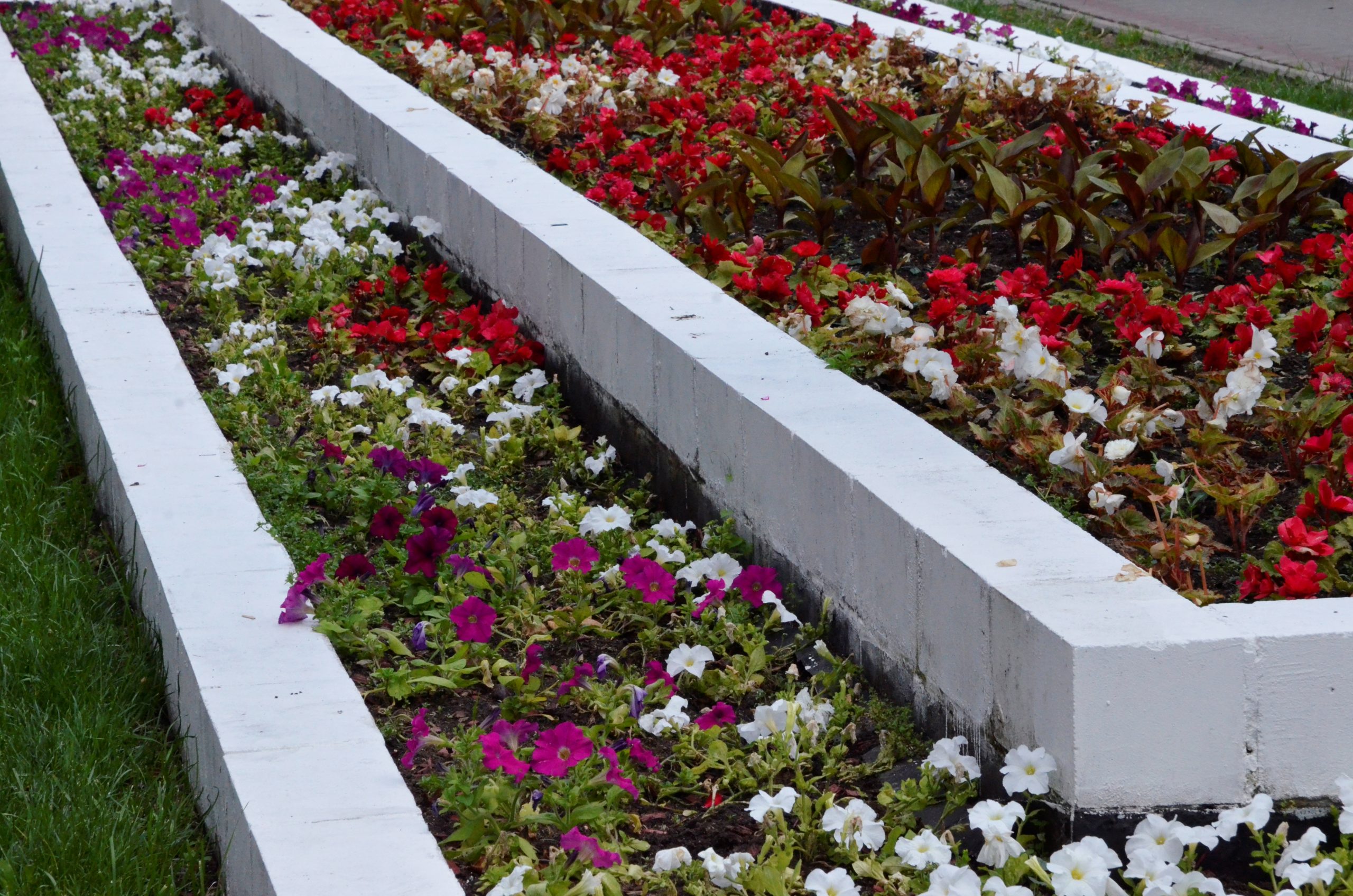 Подготовка полным ходом: высадку цветов к празднику провели в Краснопахорском